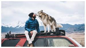 Temukan & unduh gratis 4.000 gambar serigala keren, eskpresikan dirimu dengan gambar serigala terbaik di pixabay. Mengenal Loki Anjing Traveler Siberian Husky Dengan Hampir 2 Juta Follower Di Instagramnya Tribun Travel