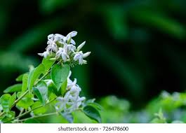 Image result for Jasminum multiflorum