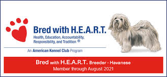 Havanese can have one puppy in a single litter; Havanese Puppies Havanese Breeder Wa Grandview Havanese