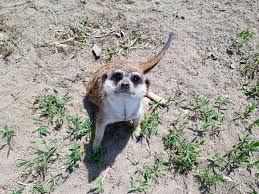 Adp Se Redeschide Zoo Oradea Program Reguli și Măsuri De Protecție Bihon