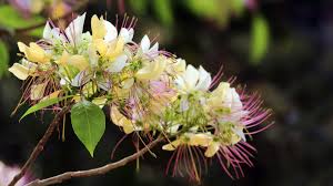 Image result for Crateva