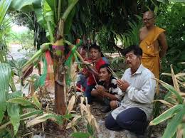 The best time to pick your bananas are when the fruit is still green. Superstitious Gamblers Go Bananas Over Odd Tree Pattaya Mail