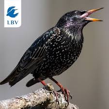 Einige Naturfreunde Haben Uns In Den Vergangenen Tagen Schon Viele Stare Gemeldet Habt Ihr Vielleicht Auch Schon Ein Paar He Instagram Feed Instagram Animals