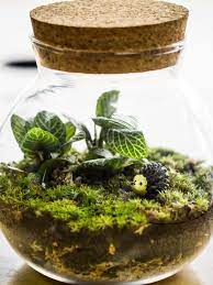 In 1972, he opened the garden again to add a bit of water. How To Make A Self Sustaining Terrarium