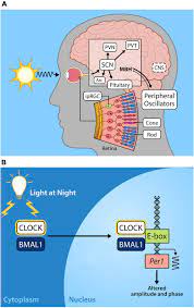 Maybe you would like to learn more about one of these? Frontiers Disruptions Of Circadian Rhythms And Thrombolytic Therapy During Ischemic Stroke Intervention Neuroscience