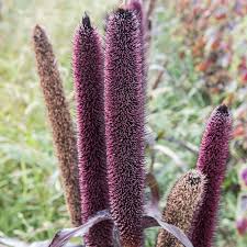 Image result for Millettia psilopetala