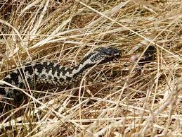 An Adder Probably A Female Spotted On St Cuthbert S Way In The Northumberland National Park Near Northumberland National Park National Parks Physical Beauty