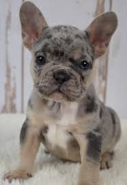Black And Tan Frenchie Cost Adorable Frenchbulldog French Bulldog Puppies Bulldog Puppies French Bulldog Breeders