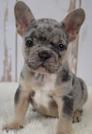 Over time, the toy bulldog became a breed of its own, and was eventually named the french bulldog. Adorable Frenchbulldog French Bulldog Puppies Bulldog Puppies Cute French Bulldog
