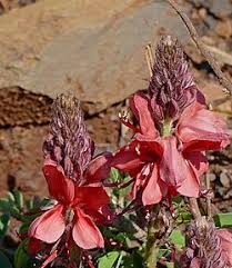 Image result for Indigofera pseudodyeri