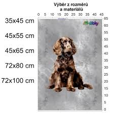 Image result for americký vodní španěl