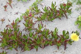 Image result for Carpobrotus