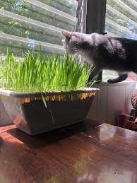 Cat Grass Cat Grass Plant Mom Grass