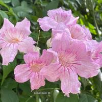 Image result for Podranea brycei