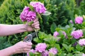 Prune after the flowers start to fade in late summer. Tips For Hydrangea Pruning