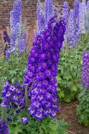 Hybrid Larkspur Delphinium Ambrose Woods Delphinium X Hybrida Larkspur Flower Delphinium Flowers Blue And Purple Flowers