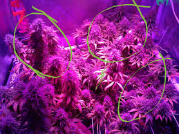 Best grow light for 4x2 tent. How Much Wattage For A 2x4 Closet Grow Led Lighting Grasscity Forums The 1 Marijuana Community Online