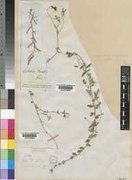 Image result for Monopsis stellarioides