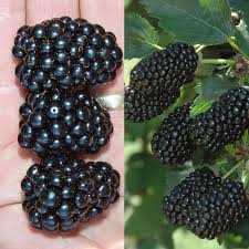 We did not find results for: Prime Ark Blackberry Plant Collection Stark Bro S