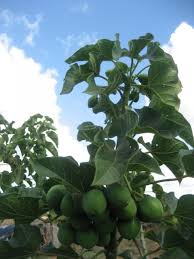 Image result for Jatropha erythropoda