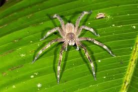 Despite this, they are hugely vicious predators when it comes to prey they can handle which includes. Brazilian Wandering Spider Deadly To Humans And They Hang Out In Bananas List Land