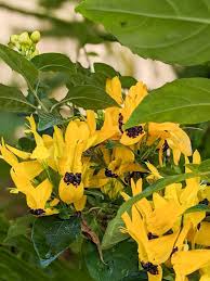 Image result for Ruttya fruticosa