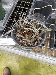 Image result for Oeceoclades decaryana