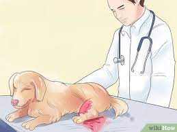 California law classifies dogs as personal property. 3 Ways To Treat Dog Bite Wounds On Dogs Wikihow