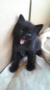 Please search kittens for sale for yourself, or tell a friend about our website so that they can find kittens for sale. Pin On Furbabies