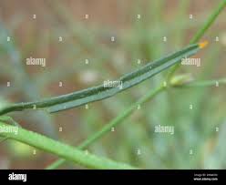 Image result for Limeum fenestratum