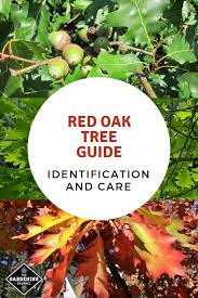 Winter identification quick reference guide. Red Oak Tree Guide Identification And Care Gardening Channel