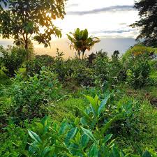 Image result for Camellia sinensis