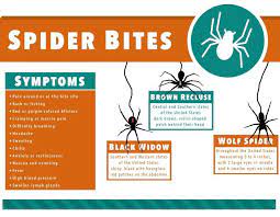 Its venom is toxic and painful, leaving victims to feel the effects long after the what happens when it bites? Black Widow Spider Bite What Does It Look Like