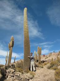 A cardon specimen is the tallest living cactus in the world, with a maximum recorded height of 19.2 m (63 ft 0 in), with a stout trunk up to 1 m (3 ft 3 in) in diameter bearing several erect branches. Tallest Cactus Photo
