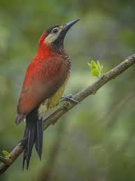 Image result for Brachystegia torrei