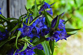 Image result for Gentiana asclepiadea alba