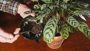 I Ve Been Using Coffee Grounds In My Indoor Potted Plants They Seem To Like It One Philodendron Seems To Be Perking Plants Healthy Plants Philodendron Plant