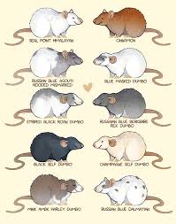 Some Rat Colors And Markings Prints Available Here Https Society6 Com Skogsmurmeldjur Cute Rats Pet Rodents Pet Mice