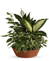 Rapid flowers | rapid flowers melbourne is an online flower shop that provides cheap flowers for you to buy and send all across australia. Same Day Flower Delivery Terrys Florist