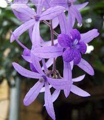 Pin On Flowering Vines