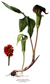 Triphyllum is classified in the section pedatisecta and is most closely related to asian species such as a. Arisaema Triphyllum Native Jack In The Pulpit Mckeon S Garden