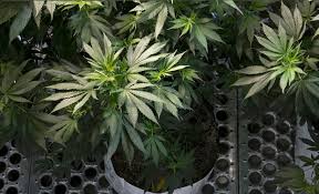 I love all these why would you move it indoors? and the sun is the best light. comments, duh! Led Grow Lights And Marijuana What You Need To Know