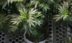 Besides, the uvb bulbs are typically turned on during the final few weeks or finishing phase at the growth cycle to boost the potency of the last harvest. Led Grow Lights And Marijuana What You Need To Know