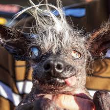 Heres a site that has every xbox 360 gamerpic that you can use when reliving the glory days. Xbox 360 Dog Profile Picture Novocom Top