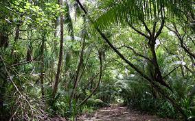 Wallpapers For Jungle Background Images Jungle Wallpaper Jungle Tree Background Images