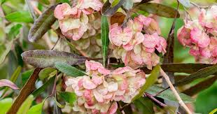 Image result for Dodonaea viscosa