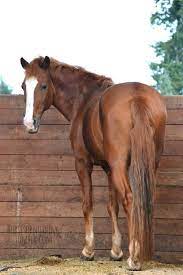 The Enchanted Cove Most Beautiful Horses Horses Chestnut Horse