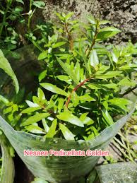 Image result for Nesaea pedroi