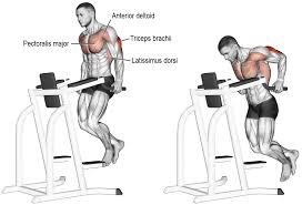 Comment Effectuer Les Dips Musculation Dips Musculation Exercices Poids De Corps