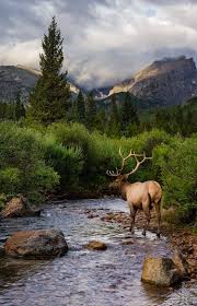 Elk At Rocky Mountain National Park In Colorado Nature Beautiful Nature Nature Photography